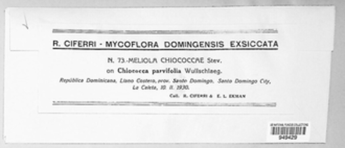 Irenopsis chiococcae image